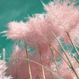 Iarba de Pampas (Cortaderia) Rosea