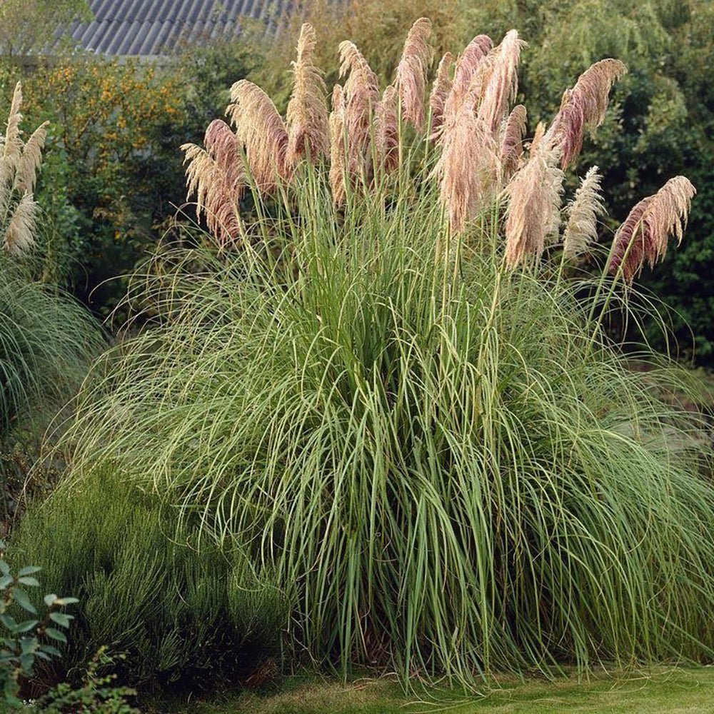 Пампаска трева (Cortaderia) Rosea