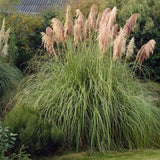 Пампаска трева (Cortaderia) Rosea