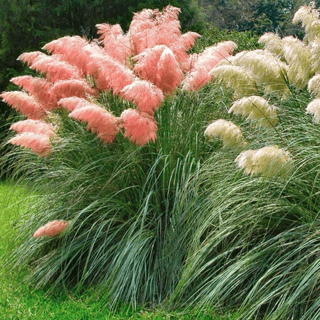 Пампаска трева (Cortaderia) Rosea