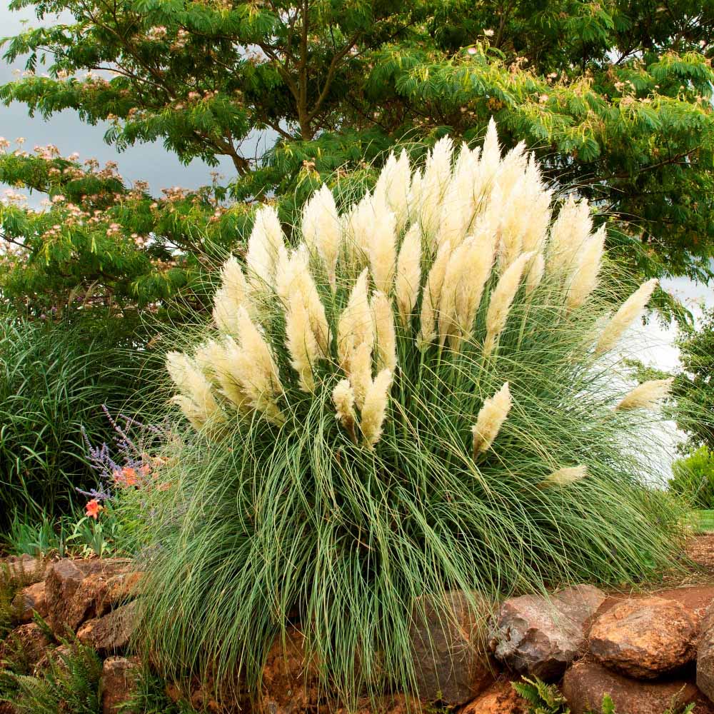 Iarba de Pampas (Cortaderia) Weisse Feder