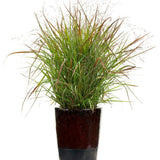 Iarba de Preerie Cheyenne Sky (Panicum virgatum)