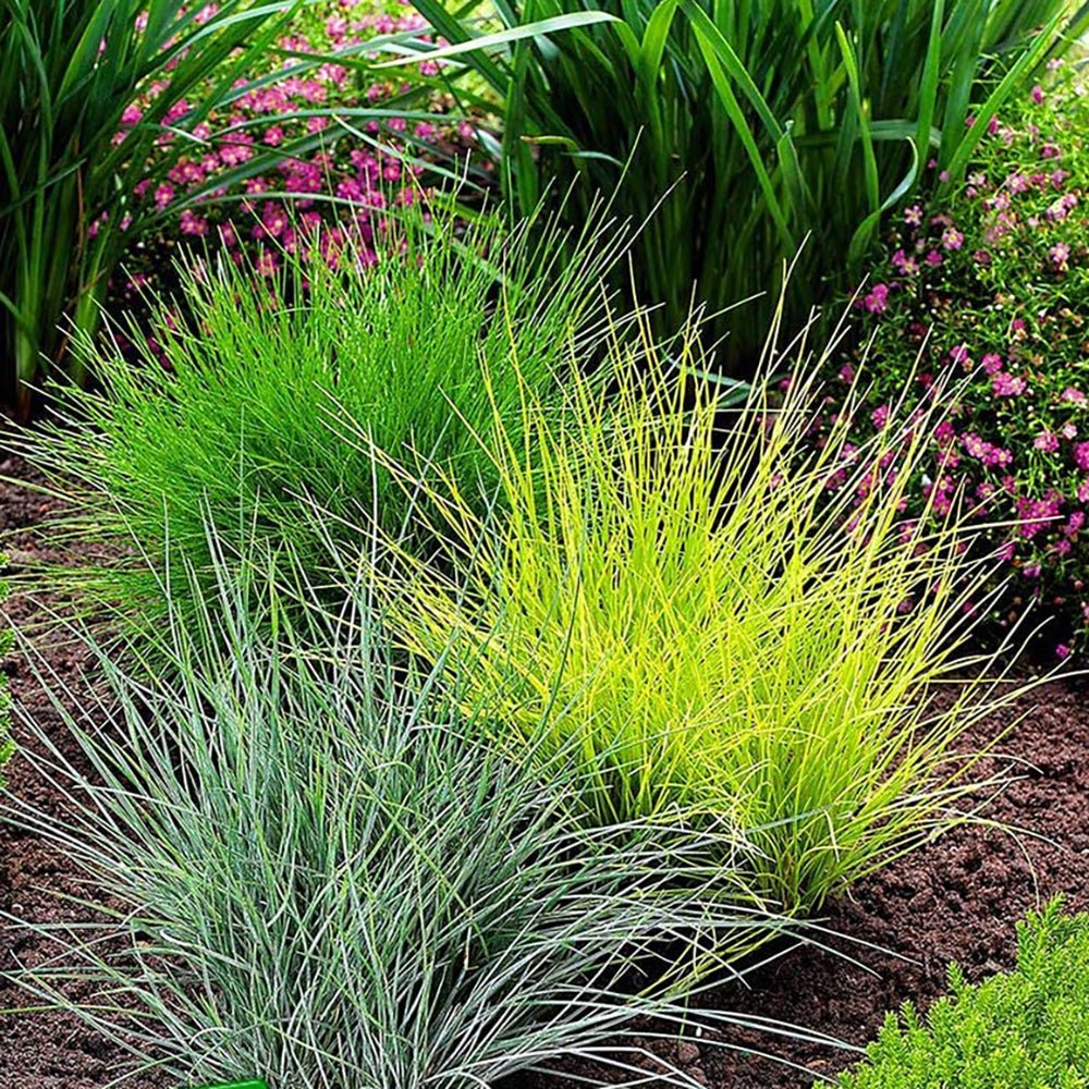 Декоративна трева златиста (Festuca) Amigold, с жълтеникави листа, многогодишна, устойчива на суша и студ