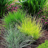 Декоративна трева златиста (Festuca) Amigold, с жълтеникави листа, многогодишна, устойчива на суша и студ