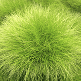 Декоративна трева златиста (Festuca) Amigold, с жълтеникави листа, многогодишна, устойчива на суша и студ