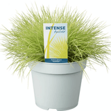 Iarba Decorativa auriu (Festuca) Ami Gold