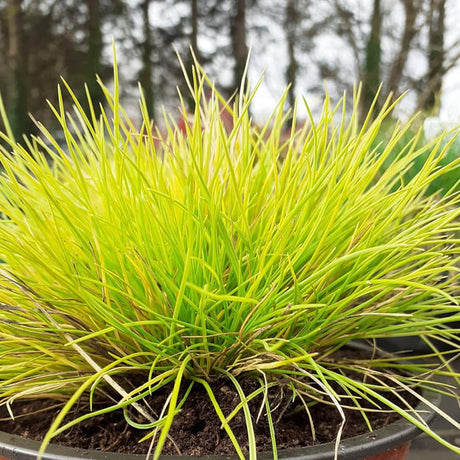 Декоративна трева златиста (Festuca) Amigold, с жълтеникави листа, многогодишна, устойчива на суша и студ