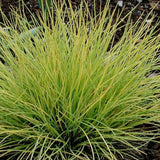 Декоративна трева златиста (Festuca) Amigold, с жълтеникави листа, многогодишна, устойчива на суша и студ