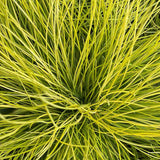 Декоративна трева златиста (Festuca) Amigold, с жълтеникави листа, многогодишна, устойчива на суша и студ
