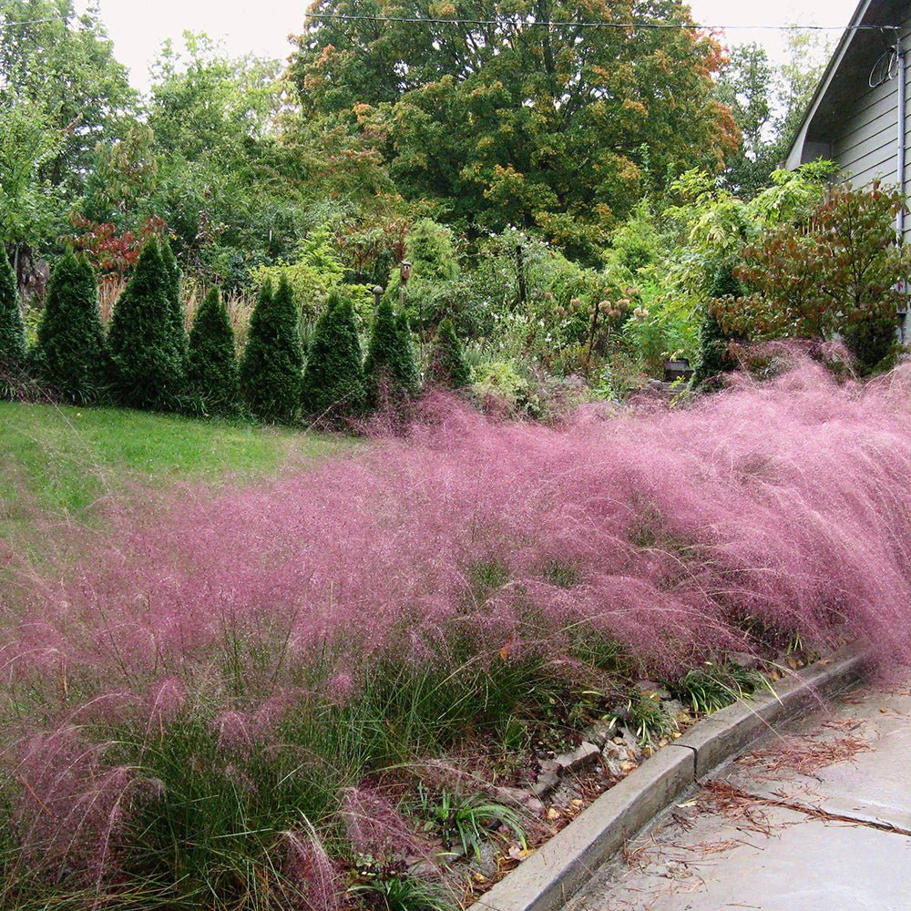 Декоративна трева розово-пурпурна Texas (Muhlenbergia Capillaris)