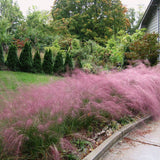 Декоративна трева розово-пурпурна Texas (Muhlenbergia Capillaris)