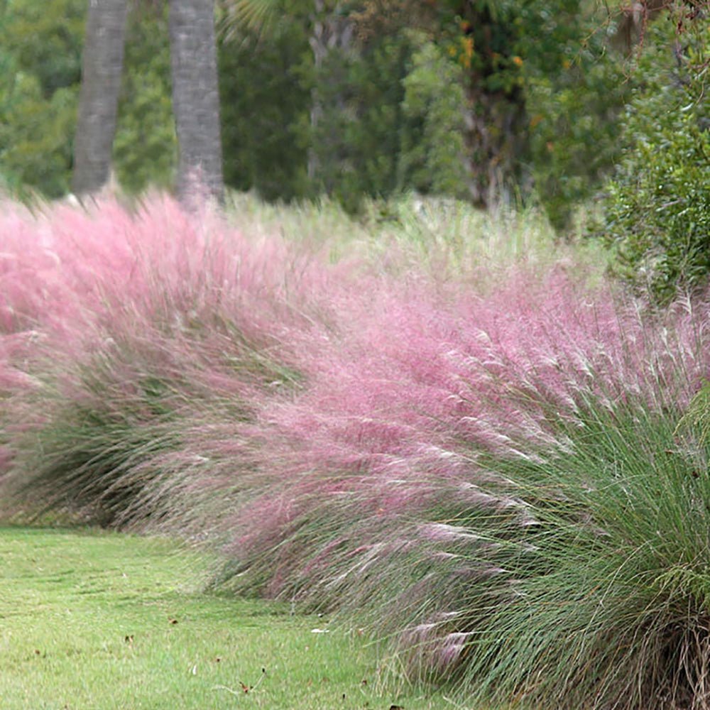 Декоративна трева розово-пурпурна Texas (Muhlenbergia Capillaris)