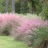 Декоративна трева розово-пурпурна Texas (Muhlenbergia Capillaris)