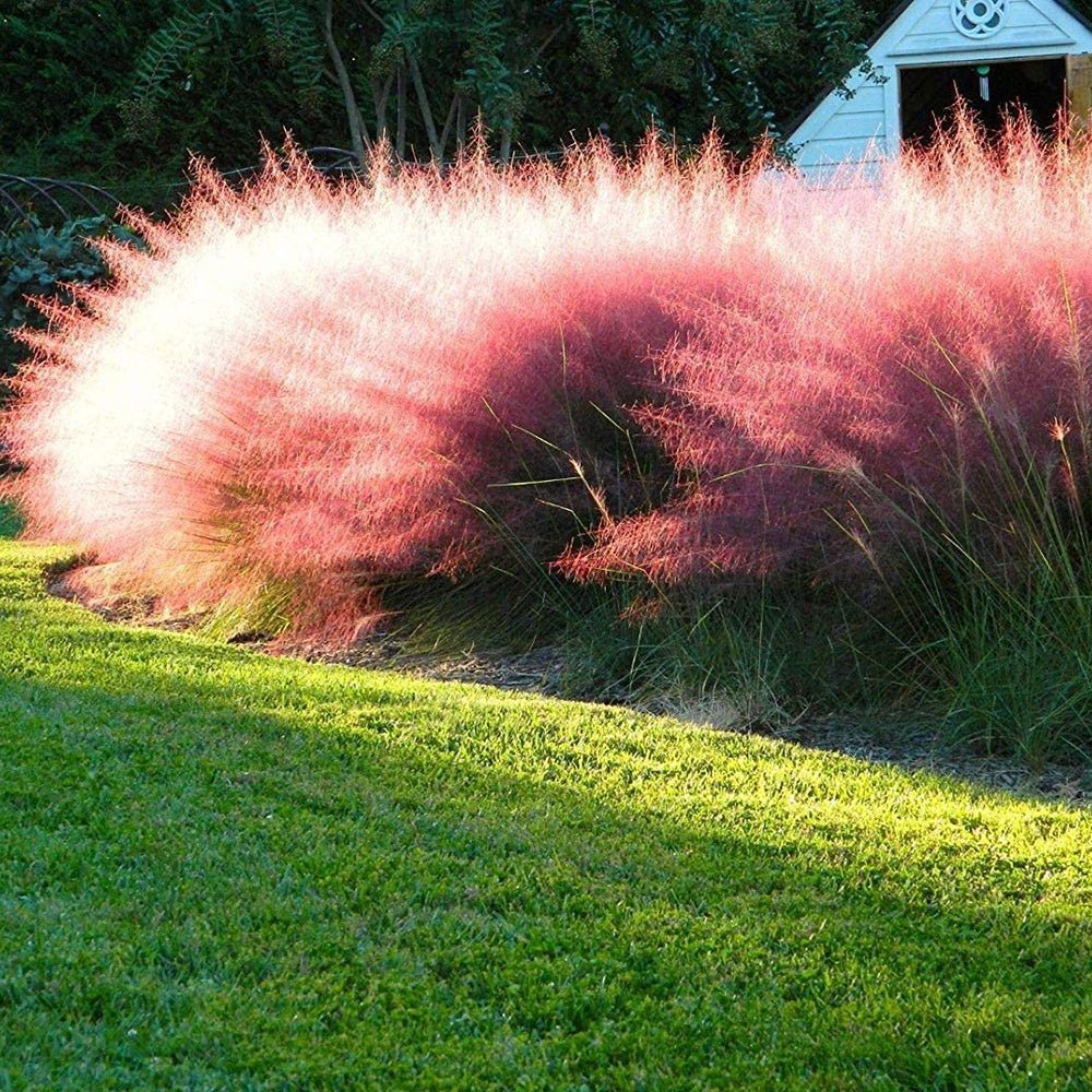 Декоративна трева розово-пурпурна Texas (Muhlenbergia Capillaris)