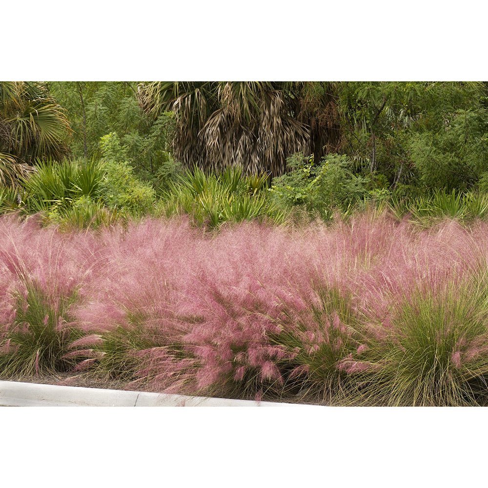 Декоративна трева розово-пурпурна Texas (Muhlenbergia Capillaris)