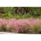 Декоративна трева розово-пурпурна Texas (Muhlenbergia Capillaris)
