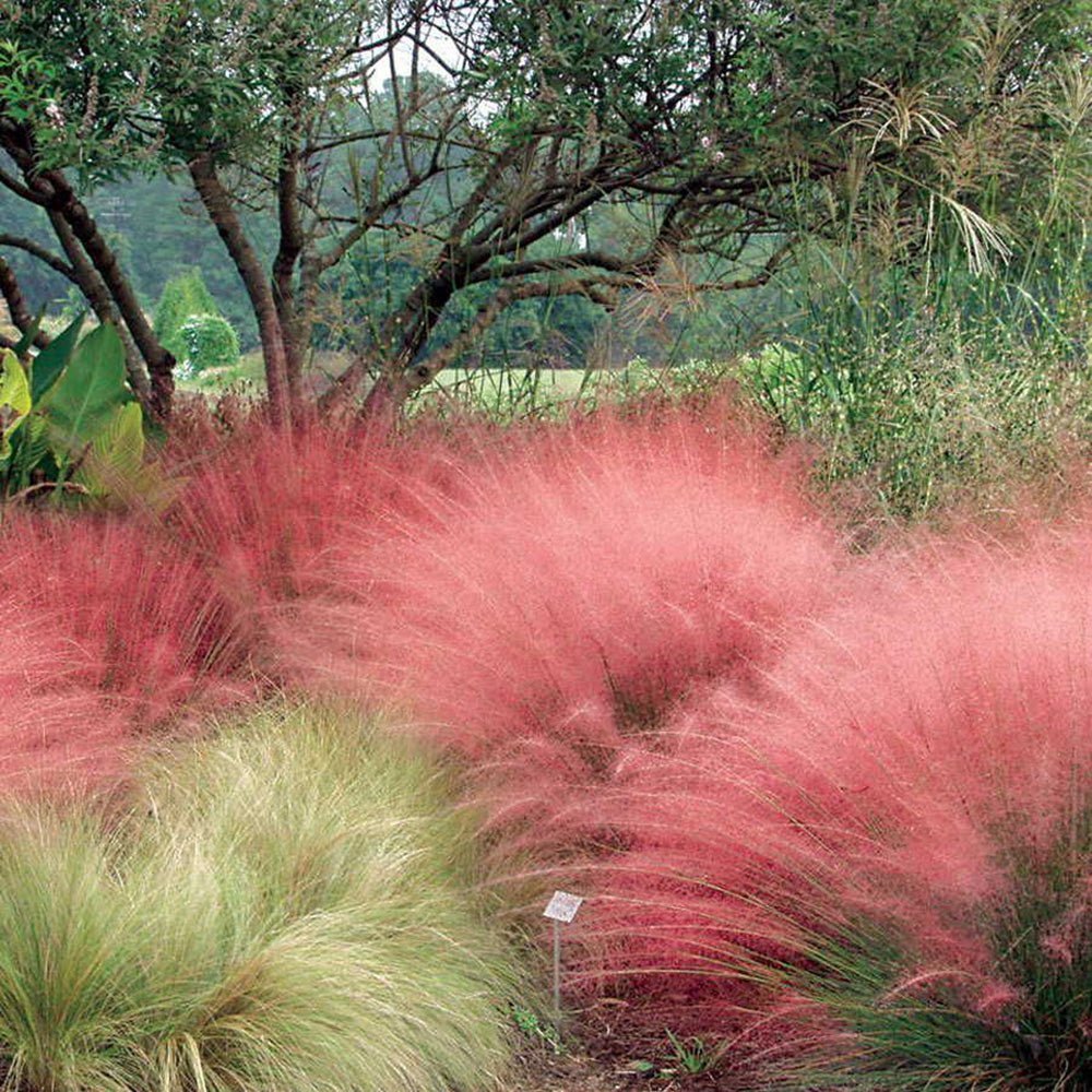 Декоративна трева розово-пурпурна Texas (Muhlenbergia Capillaris)