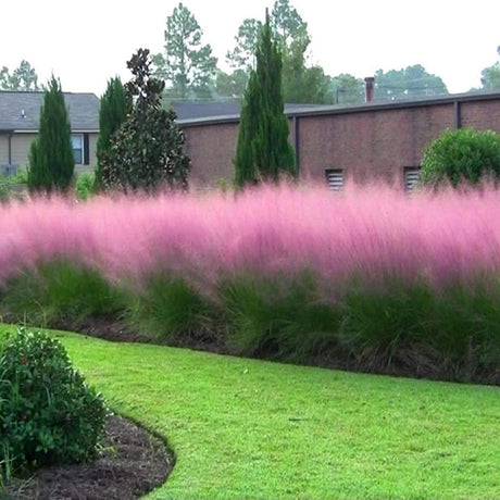 Декоративна трева розово-пурпурна Texas (Muhlenbergia Capillaris)