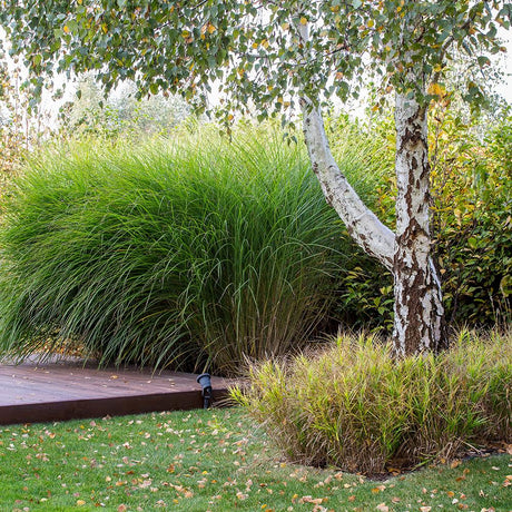 Слонова трева (Miscanthus Sinensis) Gracillimus