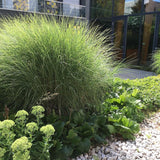 Слонова трева (Miscanthus Sinensis) Gracillimus