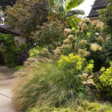 Слонова трева (Miscanthus Sinensis) Gracillimus