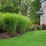 Слонова трева (Miscanthus Sinensis) Gracillimus