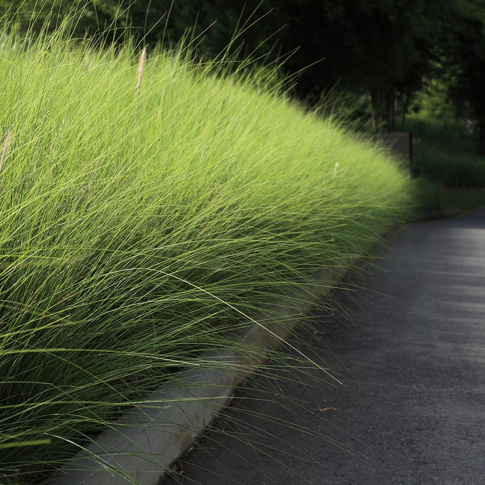 Слонова трева (Miscanthus Sinensis) Gracillimus