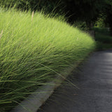 Слонова трева (Miscanthus Sinensis) Gracillimus