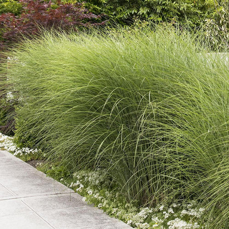 Слонова трева (Miscanthus Sinensis) Gracillimus