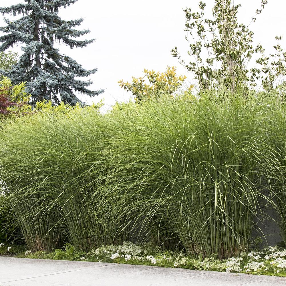 Слонова трева (Miscanthus Sinensis) Gracillimus