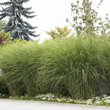 Слонова трева (Miscanthus Sinensis) Gracillimus