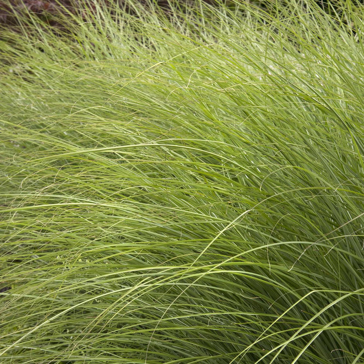 Слонова трева (Miscanthus Sinensis) Gracillimus