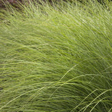 Iarba Elefantului (Miscanthus Sinensis) Gracillimus