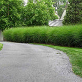 Слонова трева (Miscanthus Sinensis) Gracillimus
