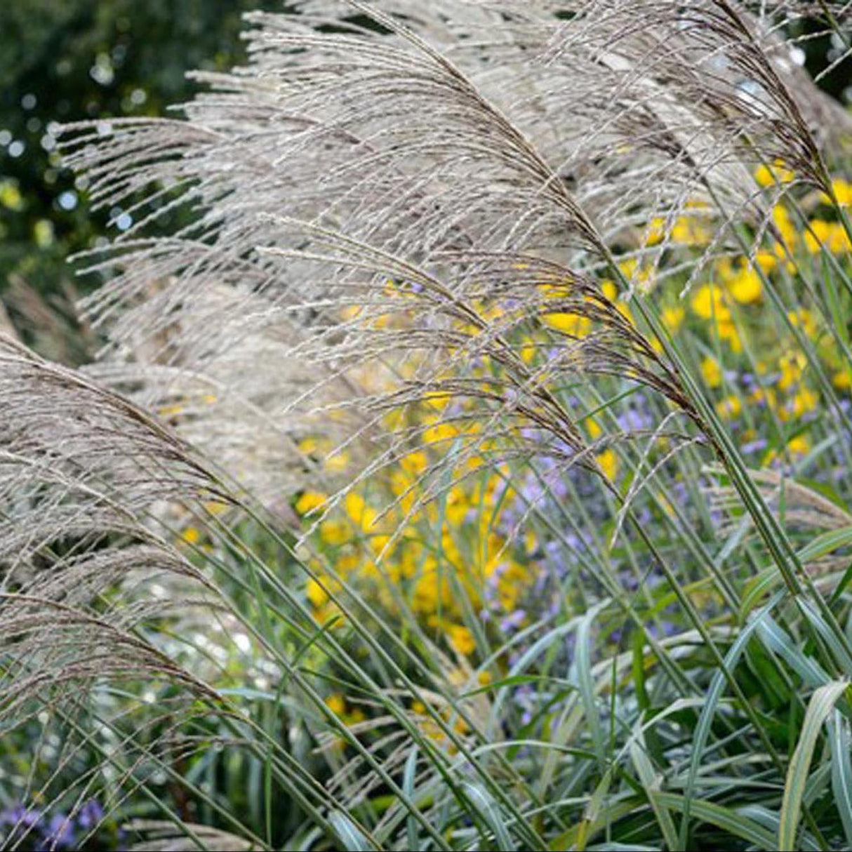 Слонова трева (Miscanthus sinensis) Kleine Silberspinne