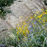 Слонова трева (Miscanthus sinensis) Kleine Silberspinne
