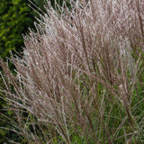 Слонова трева (Miscanthus sinensis) Kleine Silberspinne