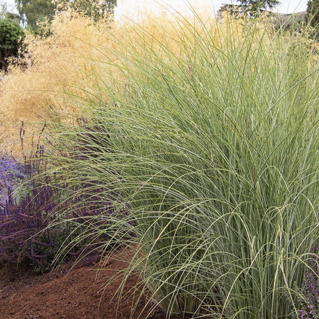 Iarba Elefantului (Miscanthus Sinensis) Morning Light
