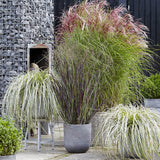 Iarba Elefantului (Miscanthus Sinensis) Pink Cloud