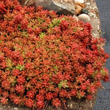Iarba Grasa (Sedum) Coral Carpet