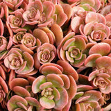 Iarba Grasa (Sedum) Coral Carpet