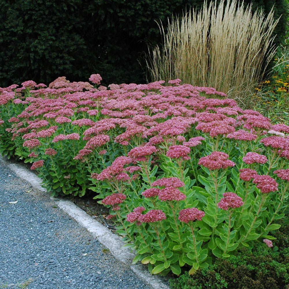Iarba Grasa (Sedum) Herbstfreude, cu flori roz abundente