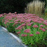 Iarba Grasa (Sedum) Herbstfreude, cu flori roz abundente