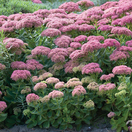 Трева Трева (Sedum) Herbstfreude, с обилни розови цветове