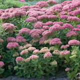 Iarba Grasa (Sedum) Herbstfreude, cu flori roz abundente