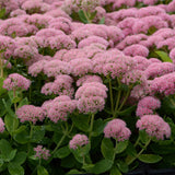 Трева Трева (Sedum) Herbstfreude, с обилни розови цветове