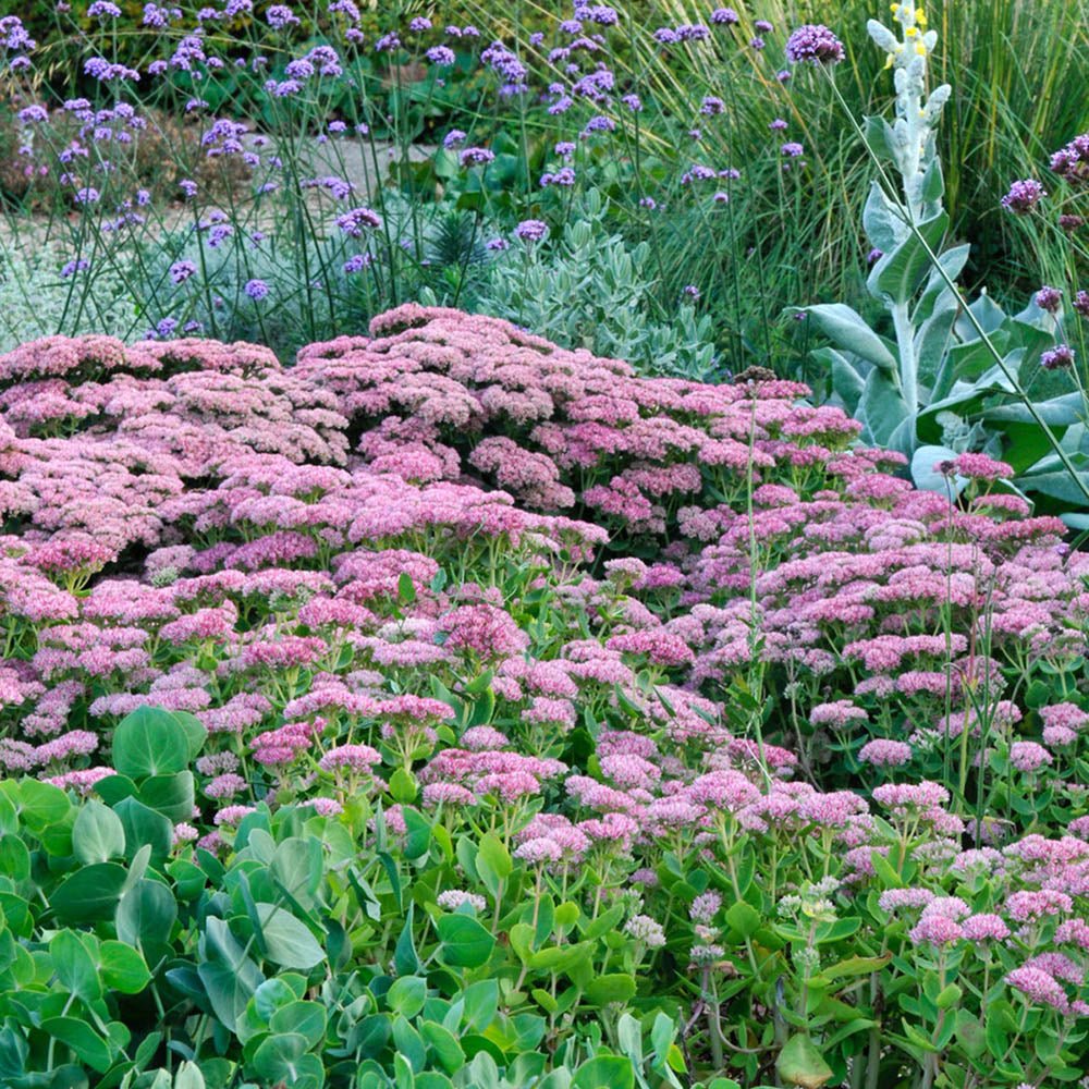 Трева Трева (Sedum) Herbstfreude, с обилни розови цветове