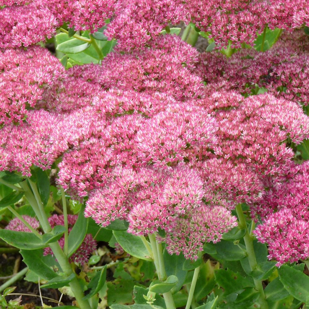 Трева Трева (Sedum) Herbstfreude, с обилни розови цветове