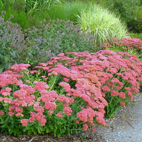 Трева Трева (Sedum) Herbstfreude, с обилни розови цветове