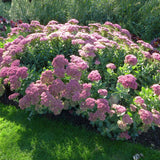 Трева Трева (Sedum) Herbstfreude, с обилни розови цветове